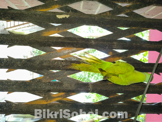 ইন্ডিয়ান রিংনেক (টিয়া পাখি)